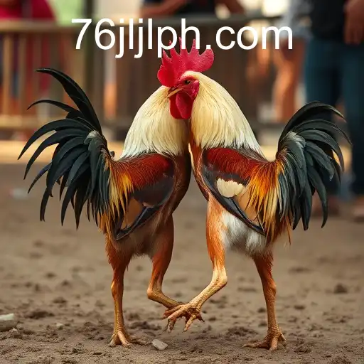 The Complex World of Cockfighting: A Closer Look at 76JL.COM